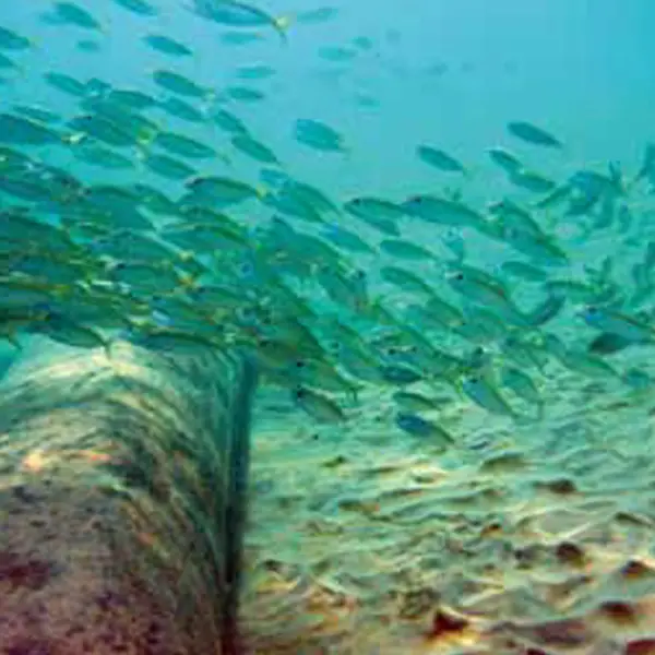 Polage Infravest TexPP1